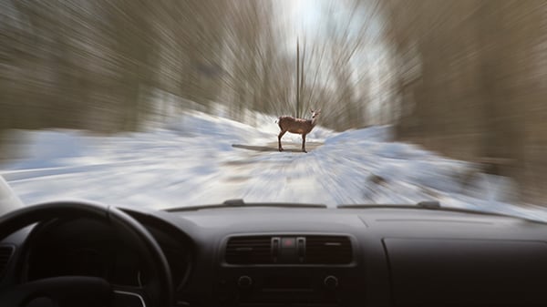 animal in front of vehicle